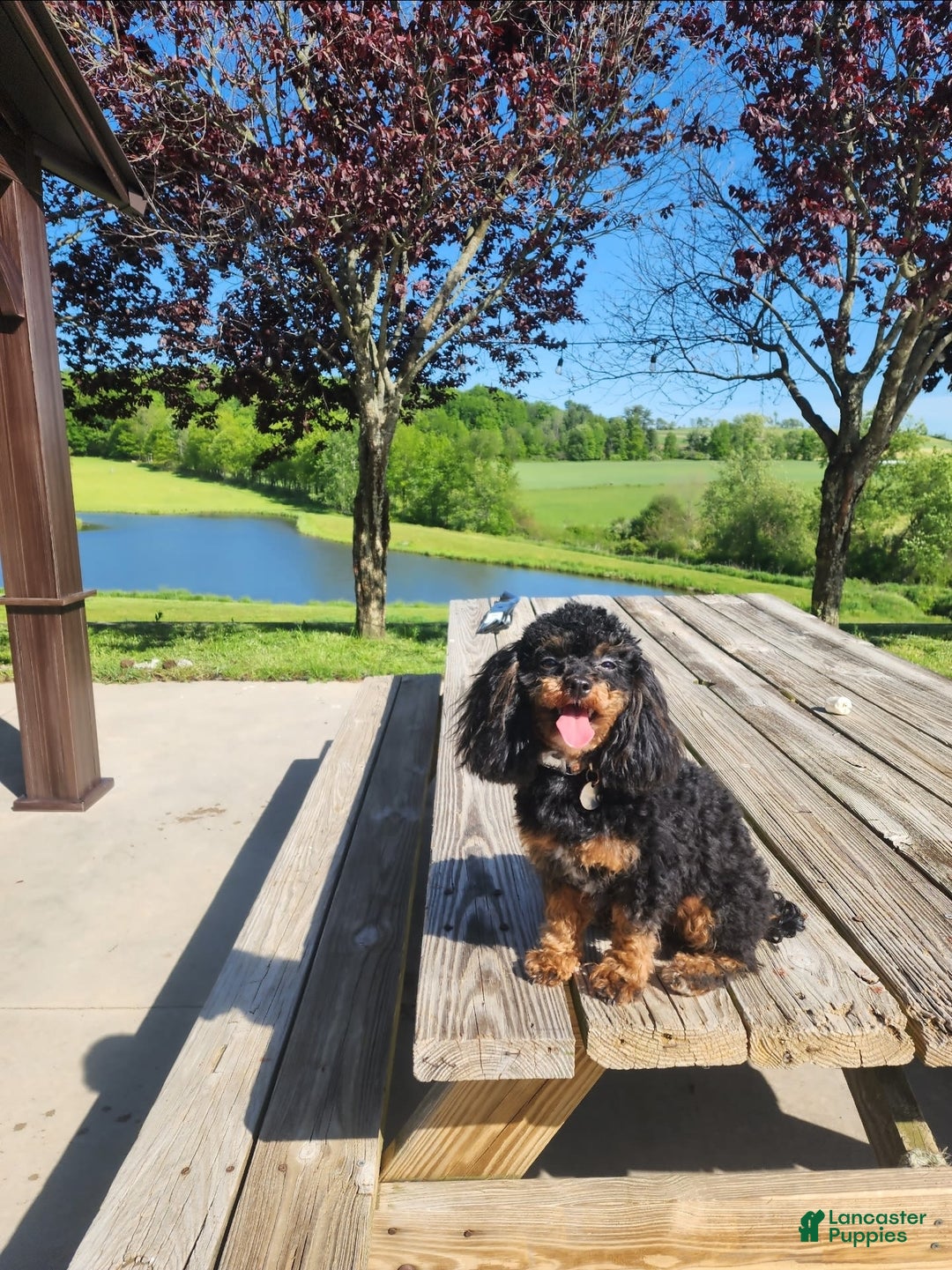 Chipoo dogs for sale: Buddy - Image 5