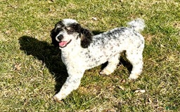 Mini Goldendoodle dogs for sale: Daisy - Image 11