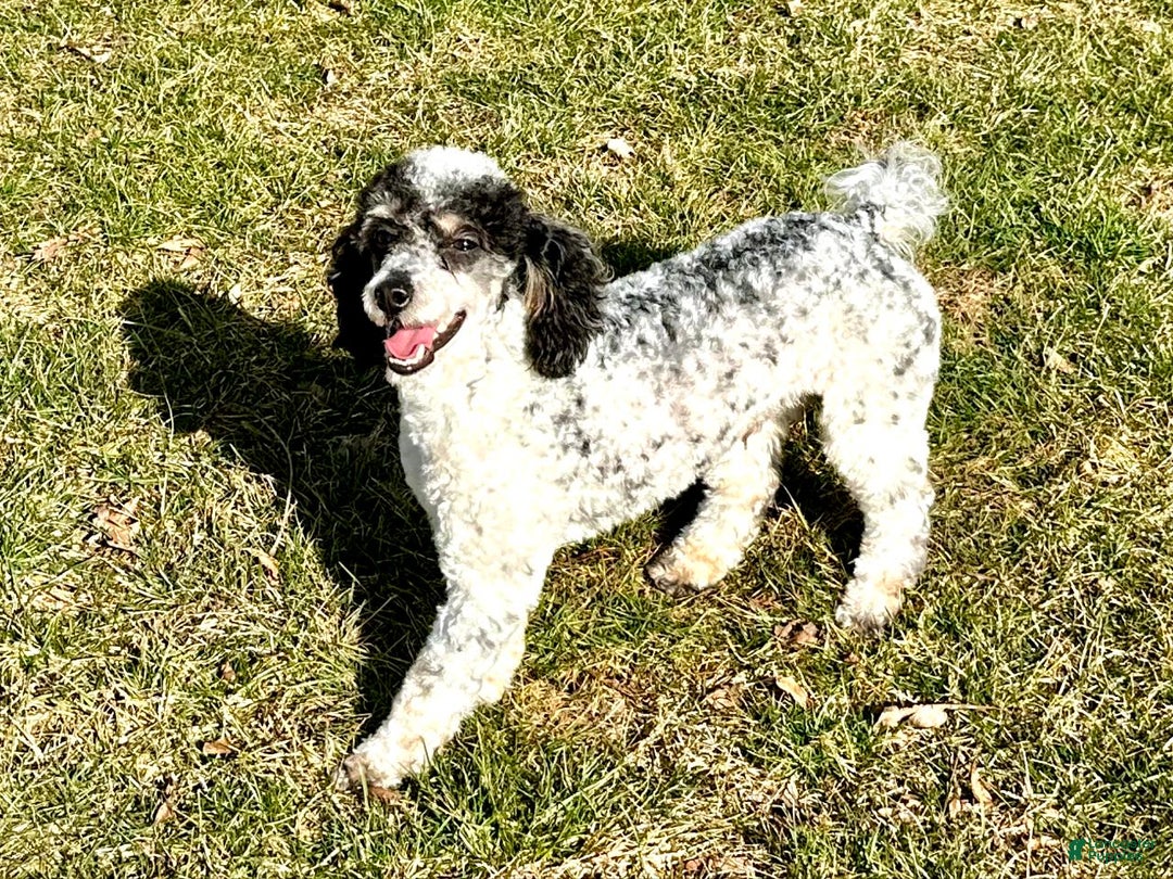 Mini Goldendoodle dogs for sale: Daisy - Image 11