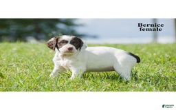 Brittany Spaniel dogs for sale: Berniece - Image 3
