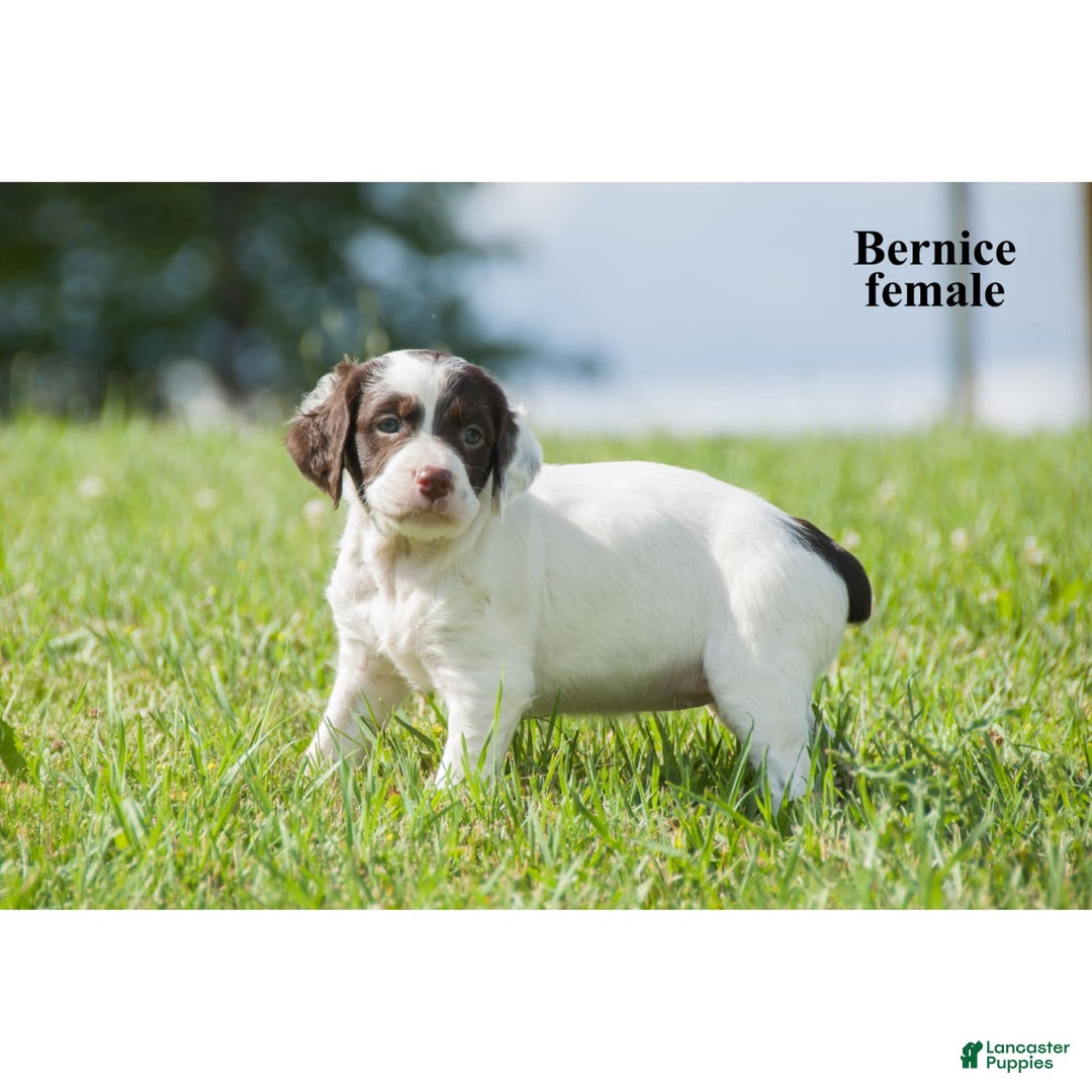 Brittany Spaniel dogs for sale: Berniece - Image 3