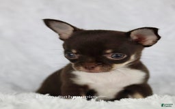 Chihuahua dogs for sale: Akc Tiny Celestia - Image 1