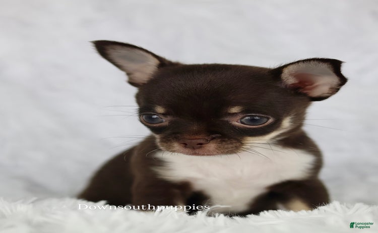 Chihuahua dogs for sale - Ad 2