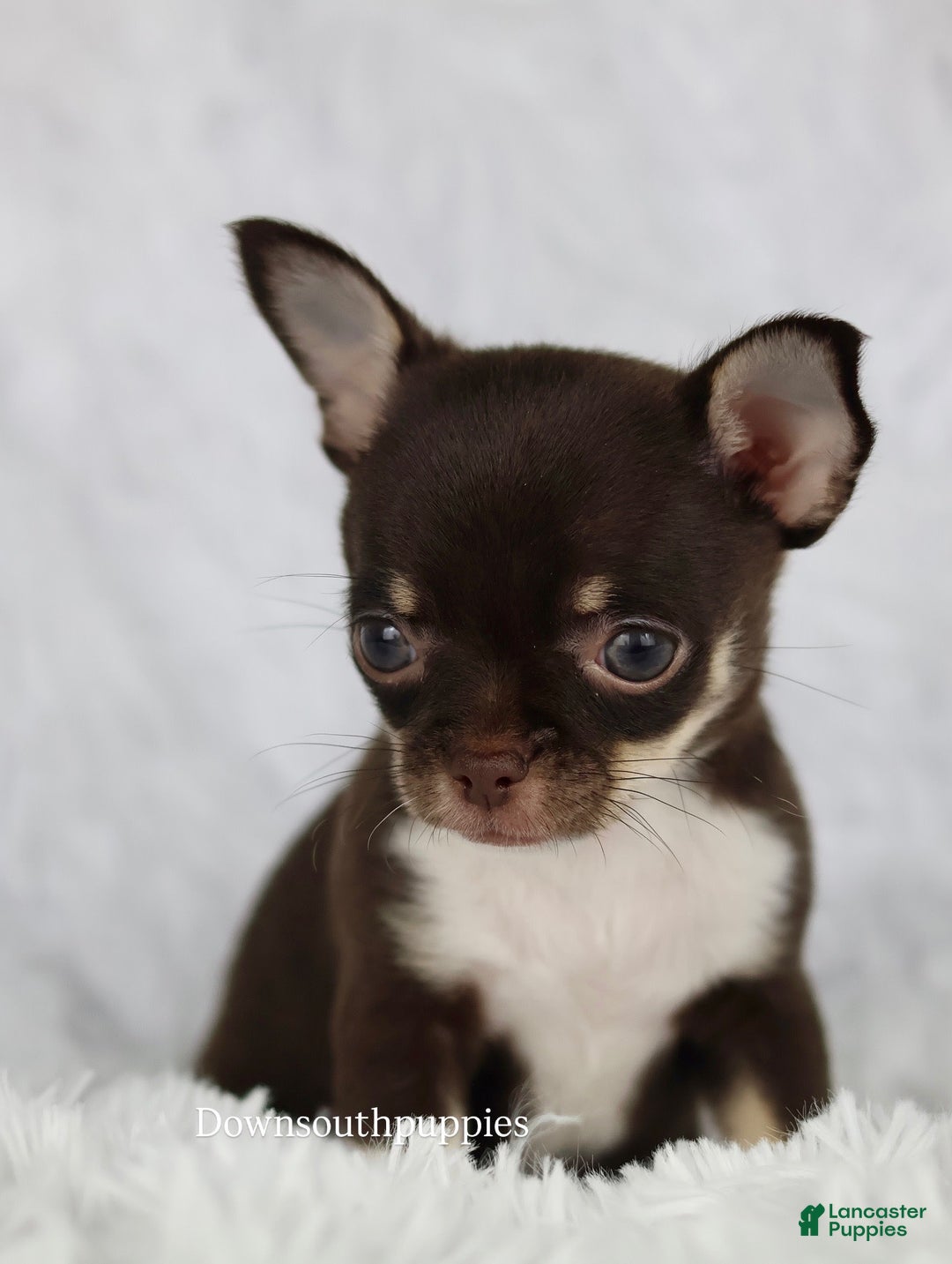 Chihuahua dogs for sale: Akc Tiny Celestia - Image 1
