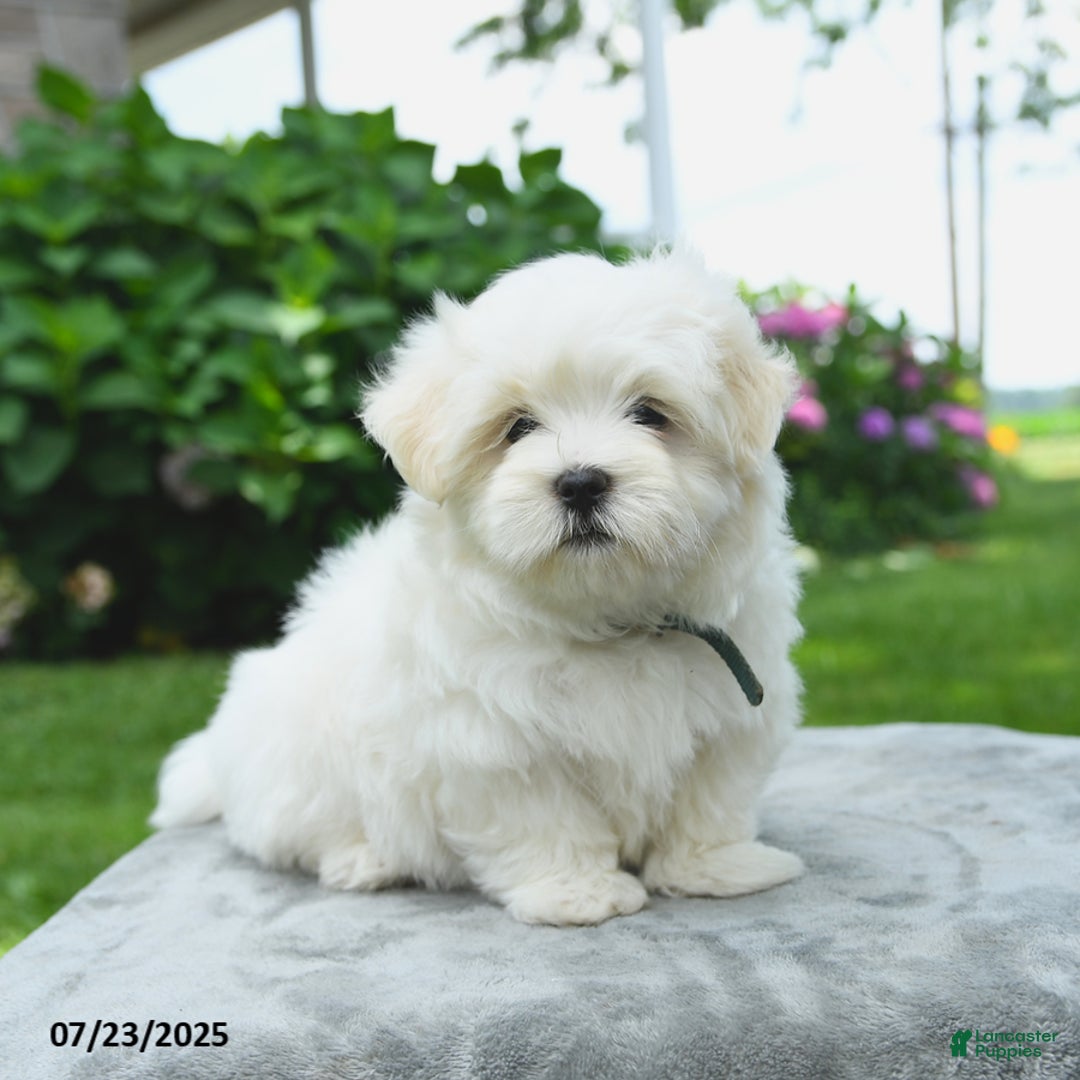 Maltese dogs for sale: Louie - Image 5