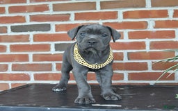 Cane Corso dogs for sale: Rosa - Image 7