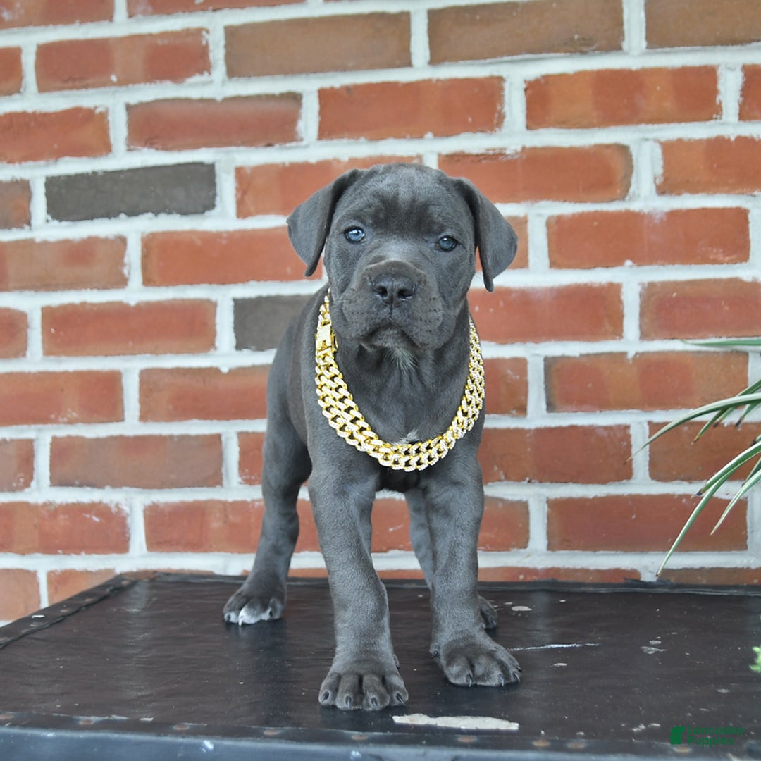 Cane Corso dogs for sale: Rosa - Image 7