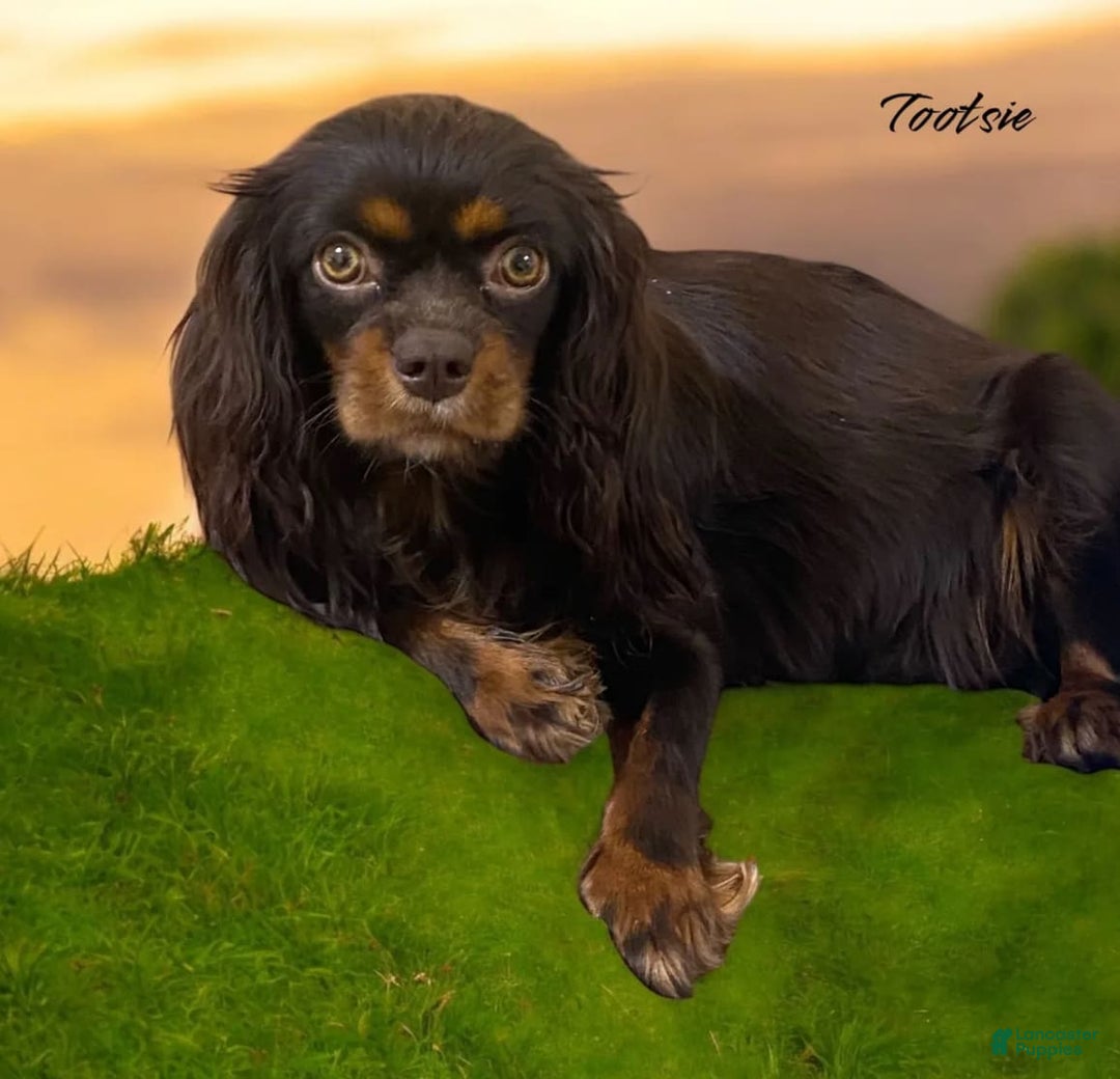 Cavalier King Charles Spaniel dogs for sale: Ginger - Image 3