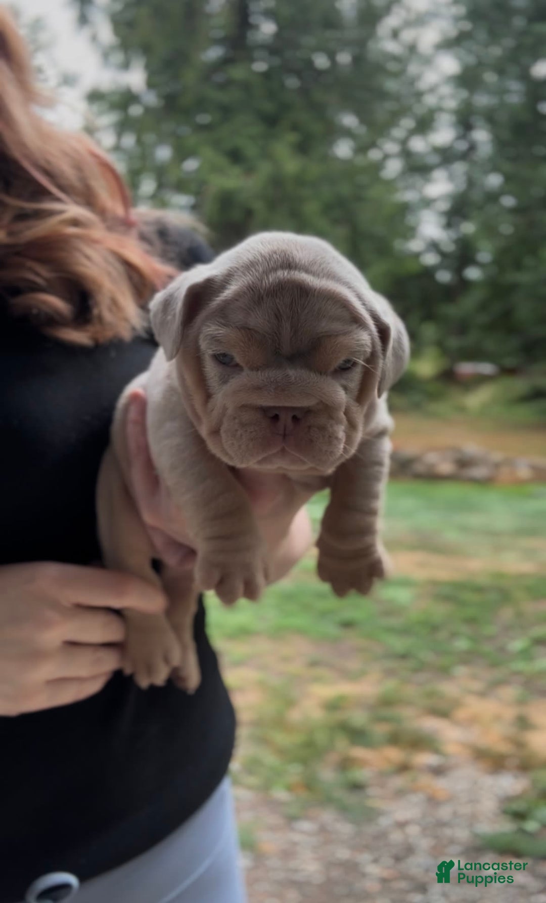 English Bulldog dogs for sale: English Bulldog 4 puppies - Image 9