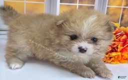Pomeranian dogs for sale: Snuggles - Champion Lines - Image 3