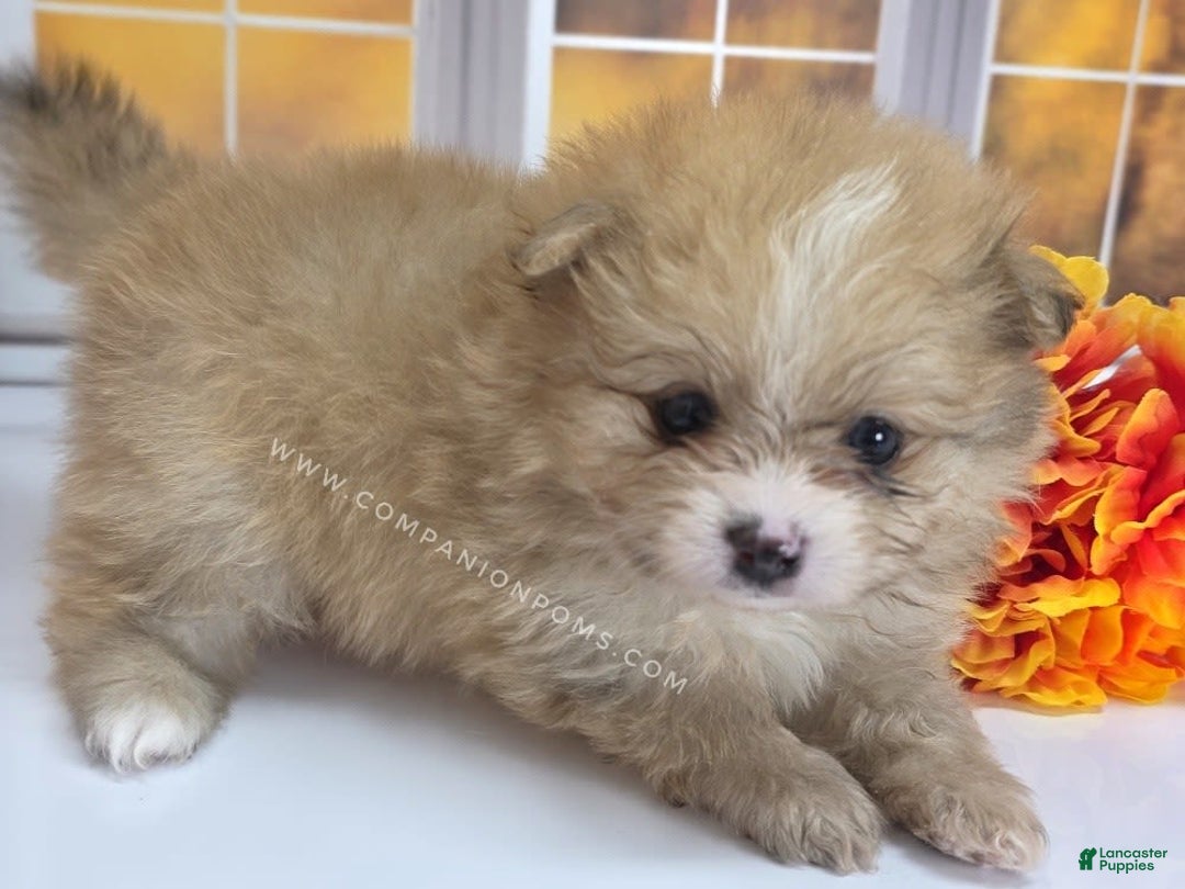 Pomeranian dogs for sale: Snuggles - Champion Lines - Image 3