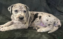 Great Dane dogs for sale: Merle - Image 1