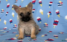 Cairn Terrier dogs for sale: Jackson - Image 4