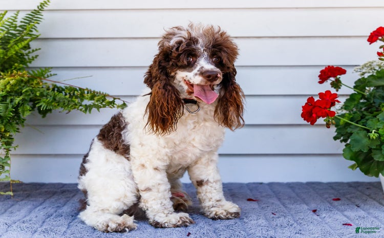 Cocker Spaniel dogs for sale - Ad 1