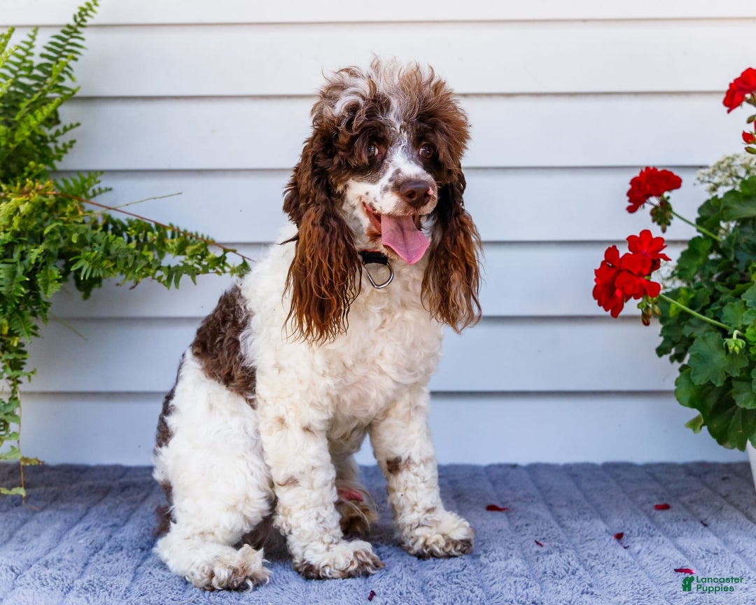 Cocker Spaniel dogs for sale: Charles - Image 1
