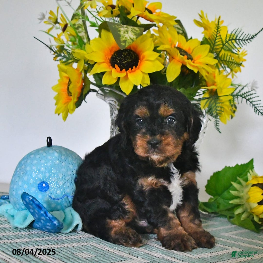 Cavapoo dogs for sale: Nick - Image 5