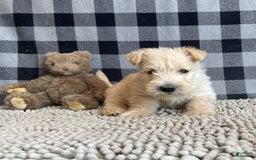 Scottish Terrier dogs for sale: Shelby - Image 1