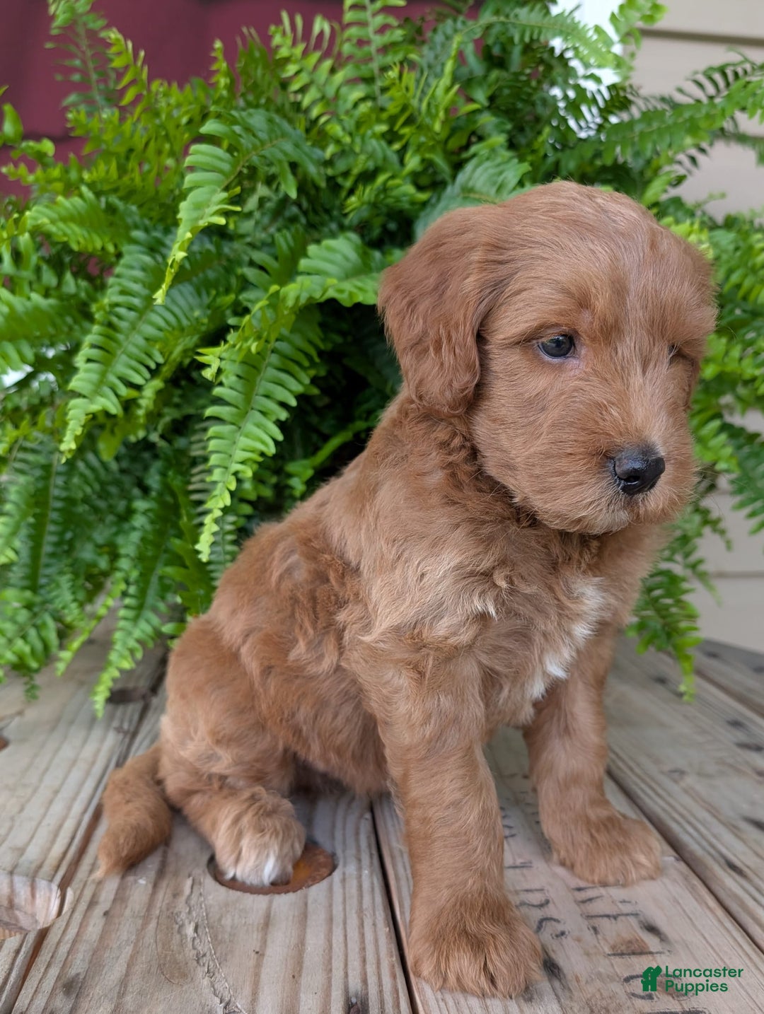 Goldendoodle dogs for sale: Cash - Image 33