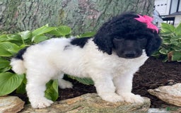Standard Poodle dogs for sale: River - Image 4