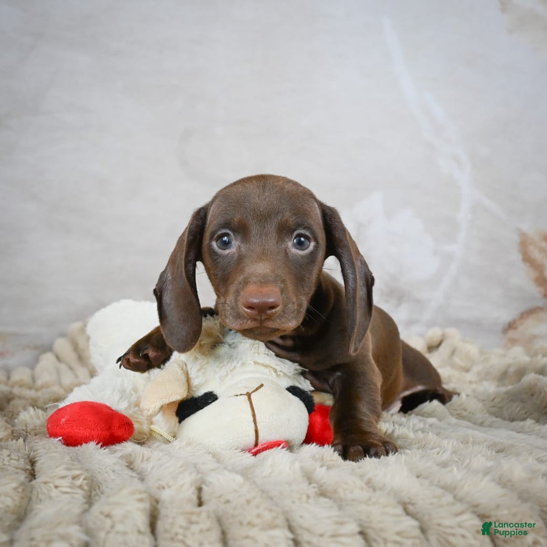 Miniature Dachshund dogs for sale: Duke - Image 3