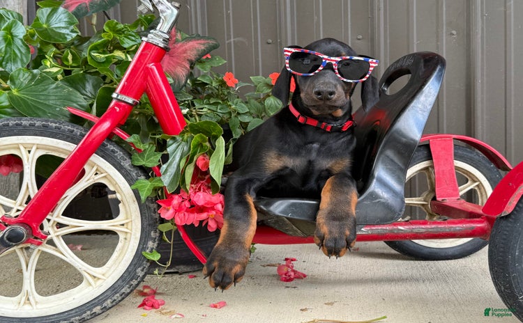 Doberman Pinscher dogs for sale - Ad 2