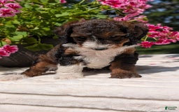 Mini Bernedoodle dogs for sale: Sabrina - Image 12