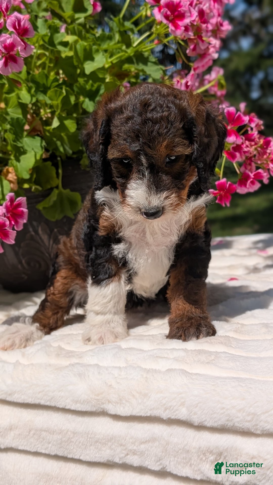 Mini Bernedoodle dogs for sale: Sabrina - Image 12