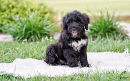 Portuguese Water Dog dogs for sale: Boots - Image 4