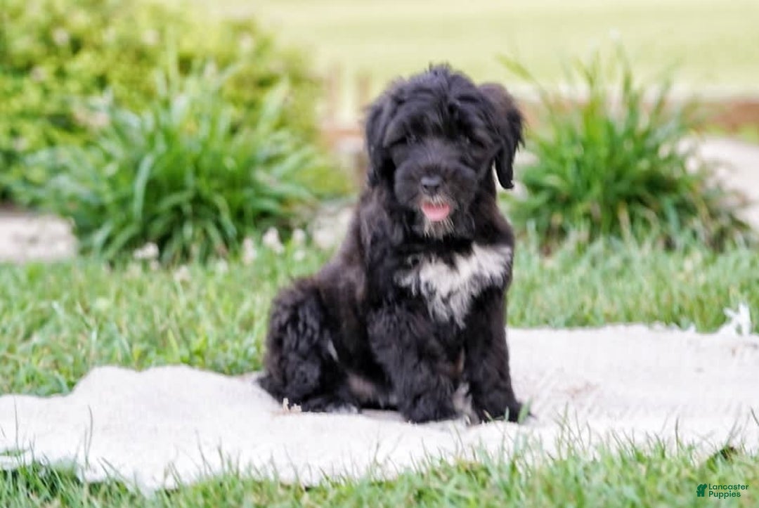 Portuguese Water Dog dogs for sale: Boots - Image 4