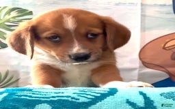 Beagle dogs for sale: Bassetdoodles - Image 8