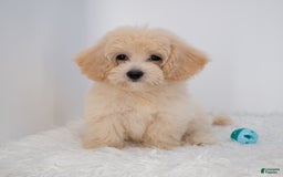 Maltipoo dogs for sale: Rebecca - Image 1