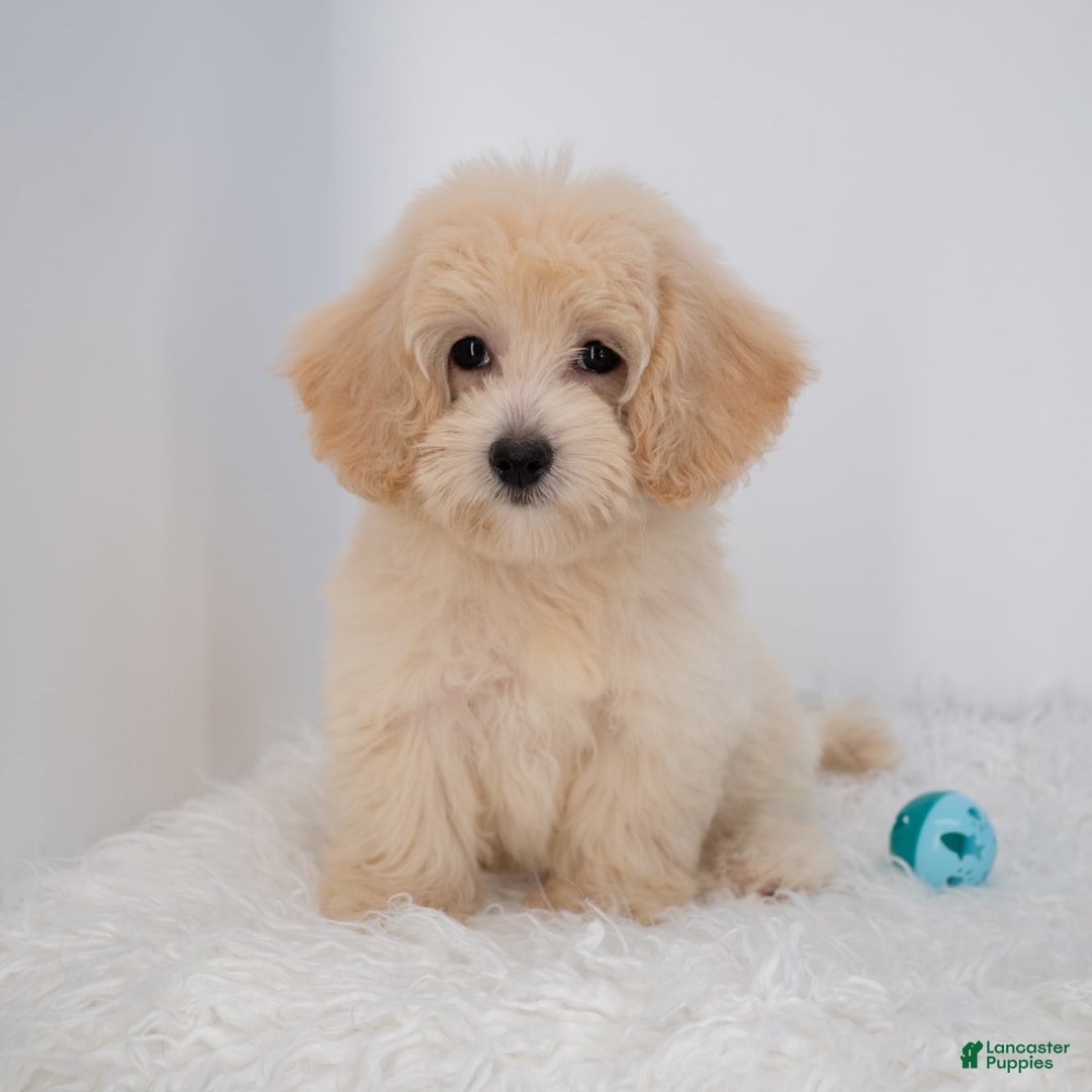 Maltipoo dogs for sale: Rebecca - Image 1