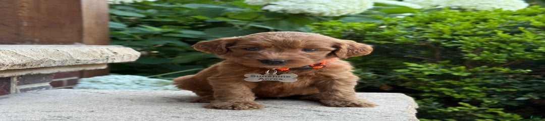 Penny