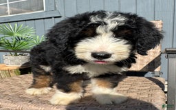 Bernedoodle dogs for sale: Max - Image 3