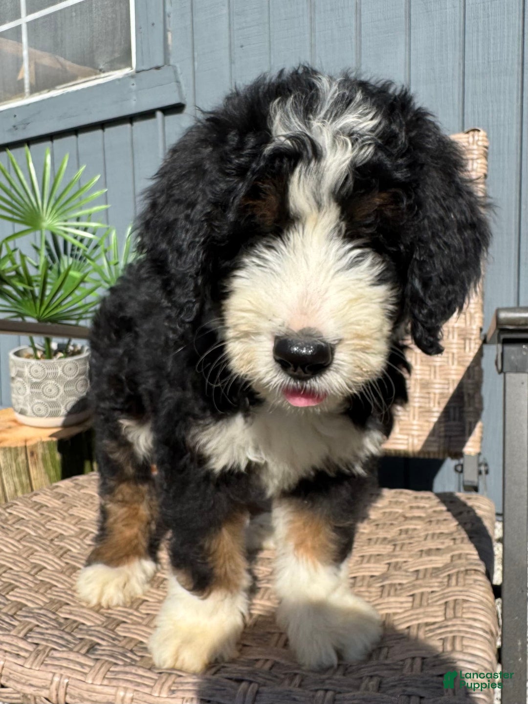 Bernedoodle dogs for sale: Max - Image 3