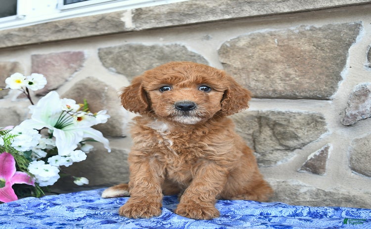 Goldendoodle dogs for sale - Ad 2