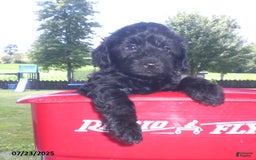 Yorkiepoo dogs for sale: Manny - Image 1