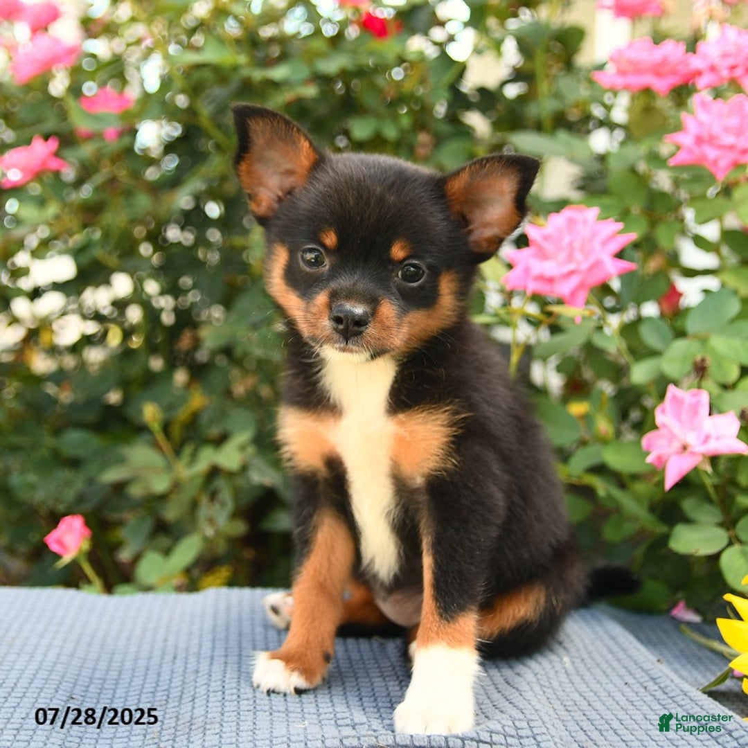 Smooth Fox Terrier dogs for sale: Orpha - Image 4