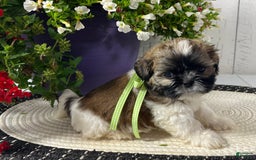 Shih Tzu dogs for sale: Dexter - Image 4