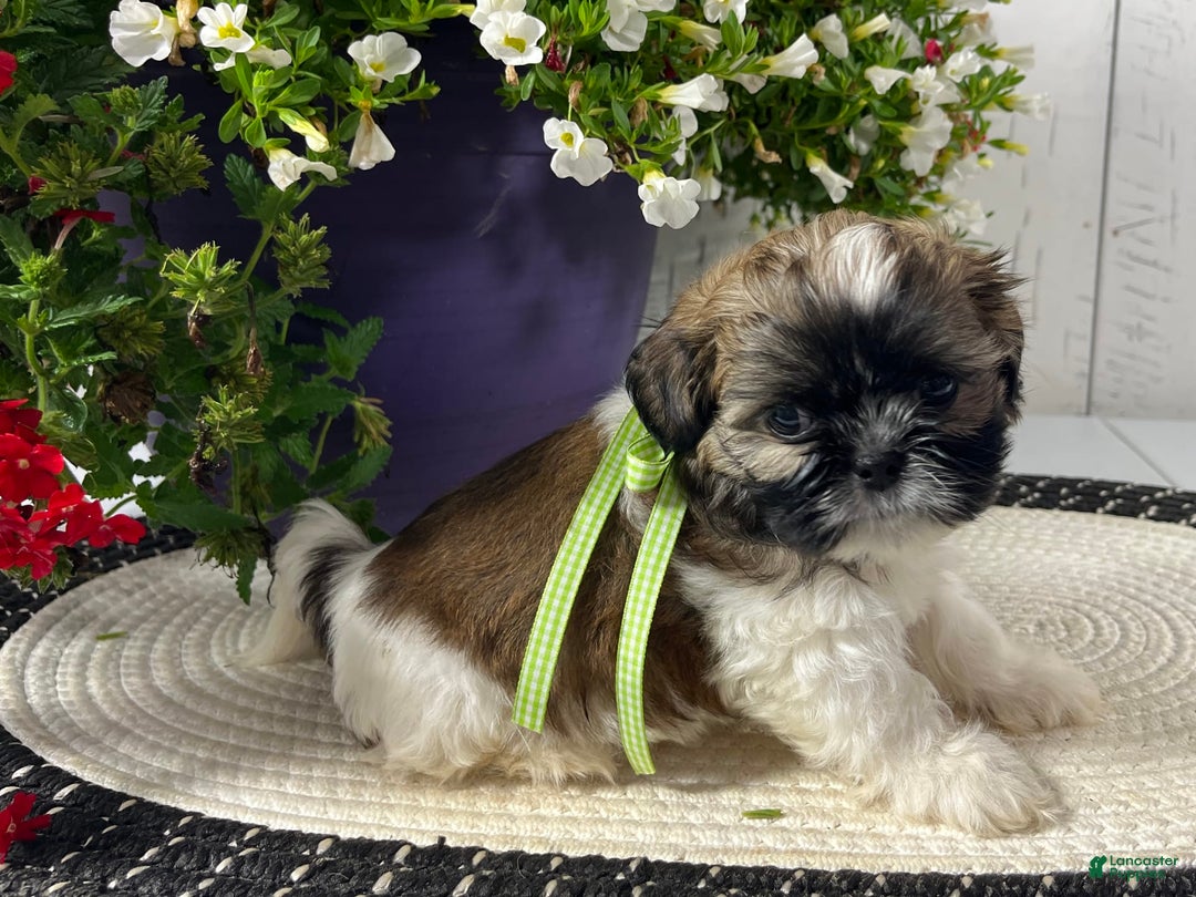 Shih Tzu dogs for sale: Dexter - Image 4