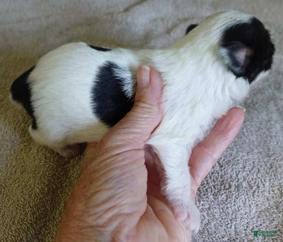 Yorkshire Terrier dogs for sale: Pappy Parti Girl - Image 2