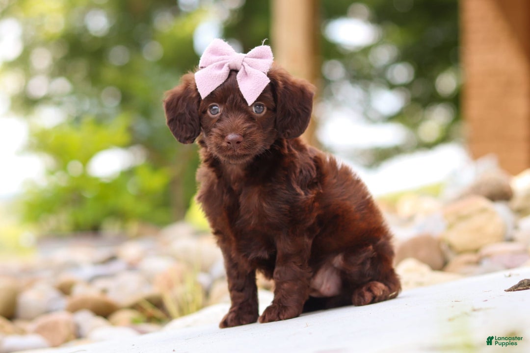 Miniature Dachshund dogs for sale: Chai - Image 1