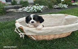 Cavalier King Charles Spaniel dogs for sale: Cavalier King Charles Spaniel 5 puppies - Image 15