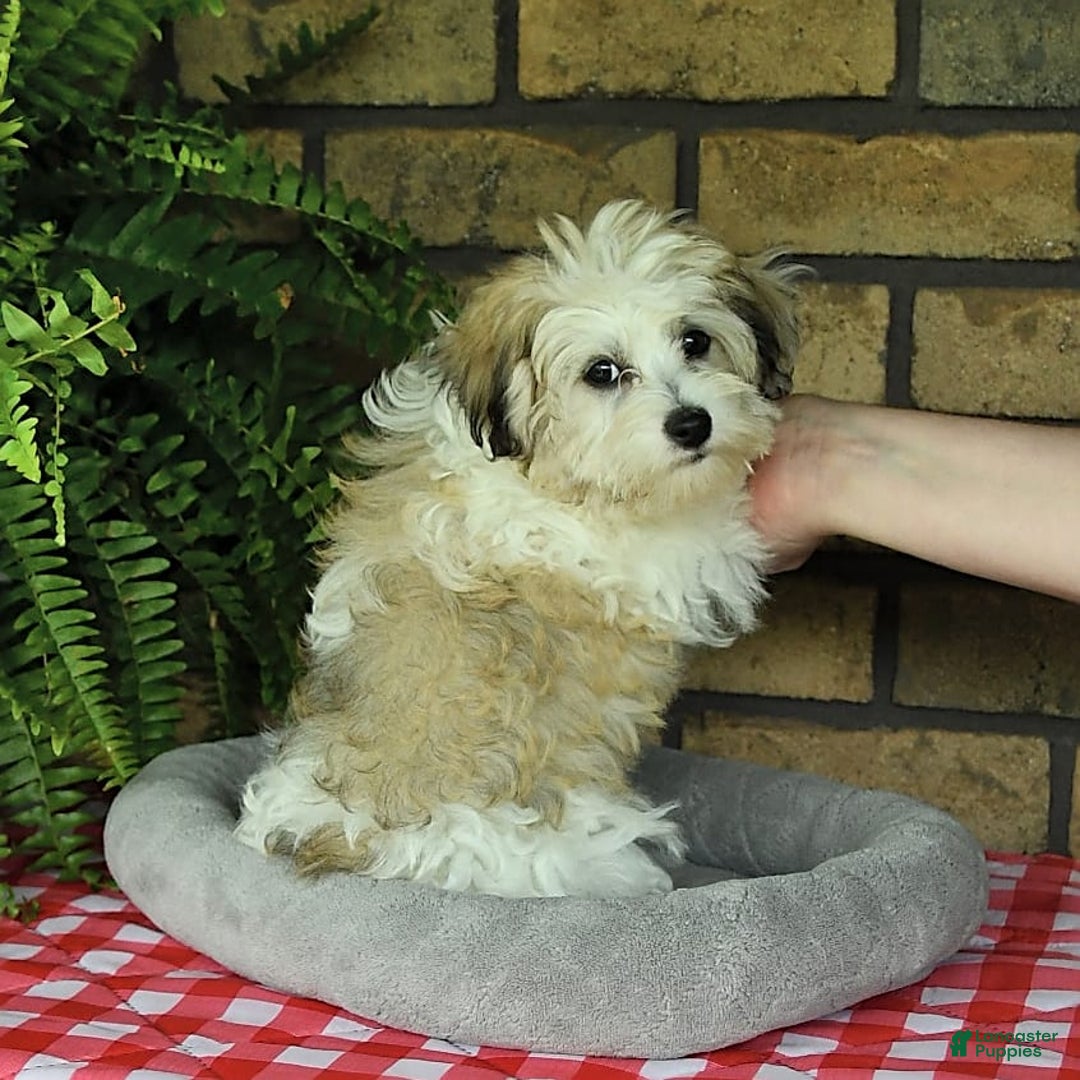 Havapoo dogs for sale: Toby - Image 13