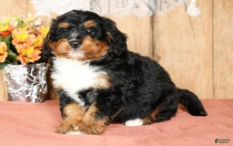 Mini Bernedoodle dogs for sale: Treyston - Image 2