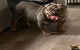 English Bulldog dogs for sale: Pablo - Image 2