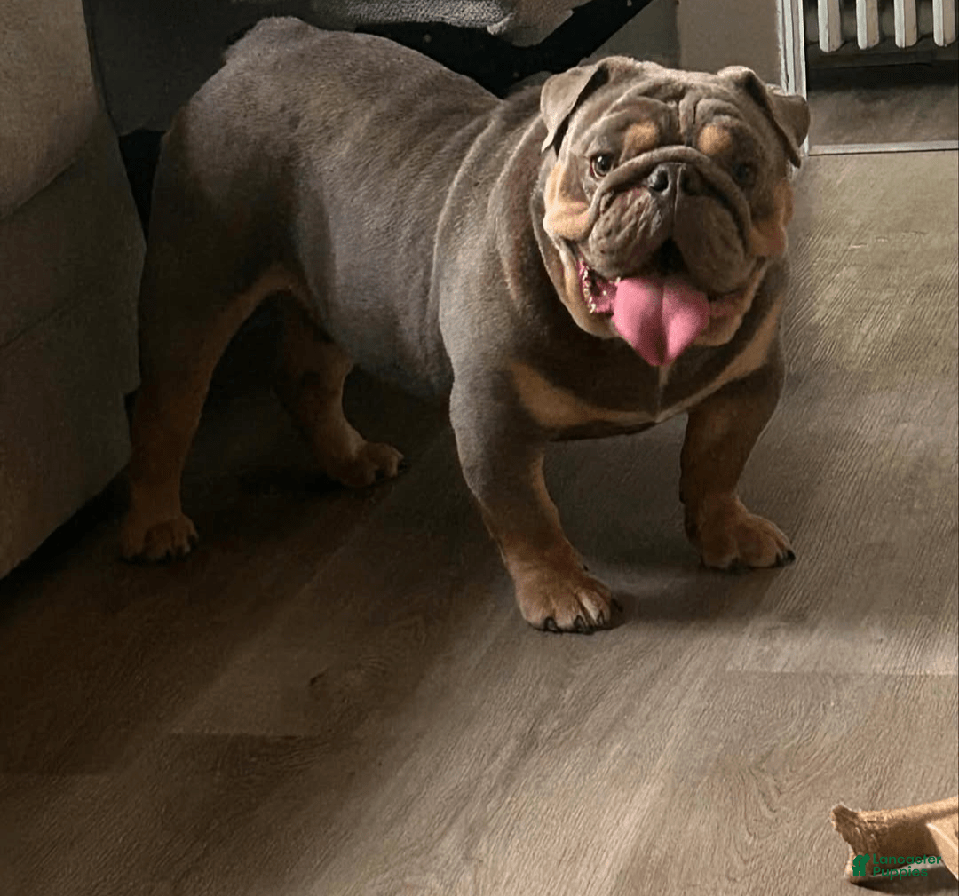 English Bulldog dogs for sale: Pablo - Image 2