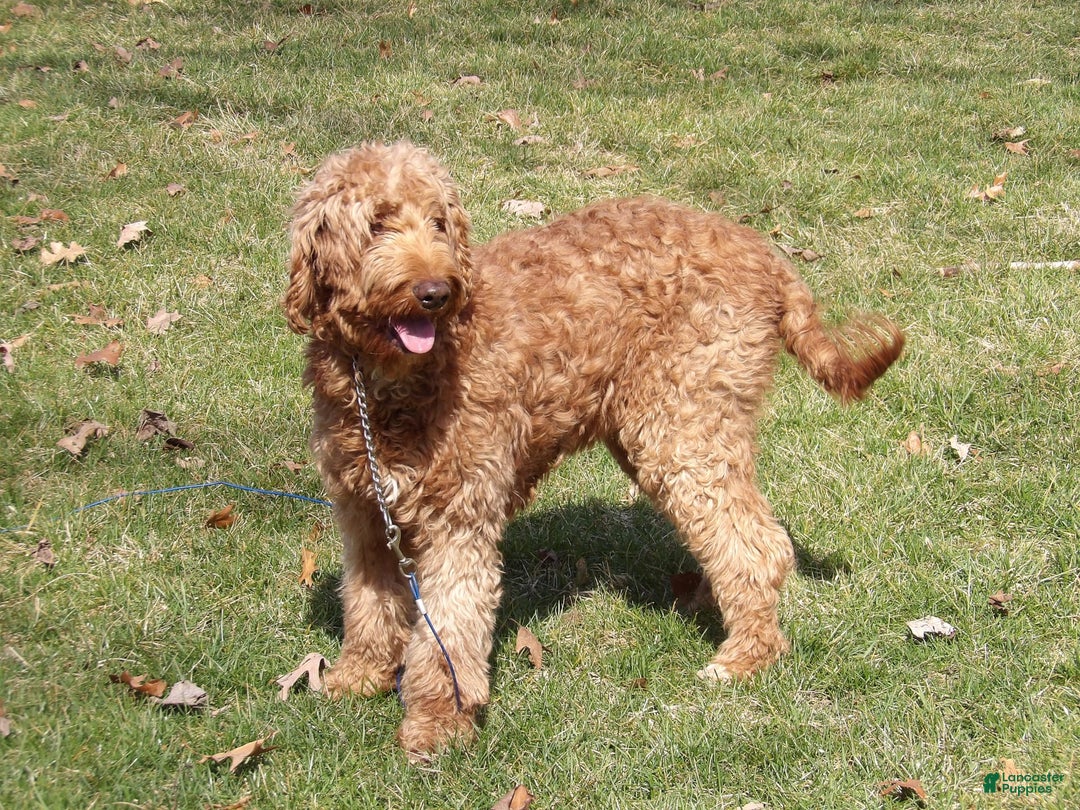 Mini Goldendoodle dogs for sale: Hunter - Image 14