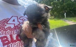 Miniature Schnauzer dogs for sale: Juptier - Image 6
