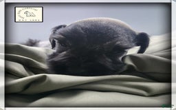 Miniature Schnauzer dogs for sale: Walter - Image 11
